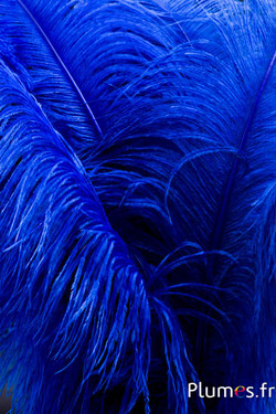 Autruche premium - 50-60 cm - bleu